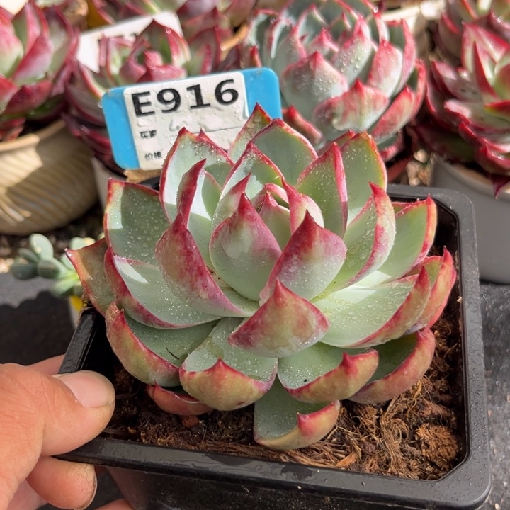 惊鸿一瞥多肉植物916