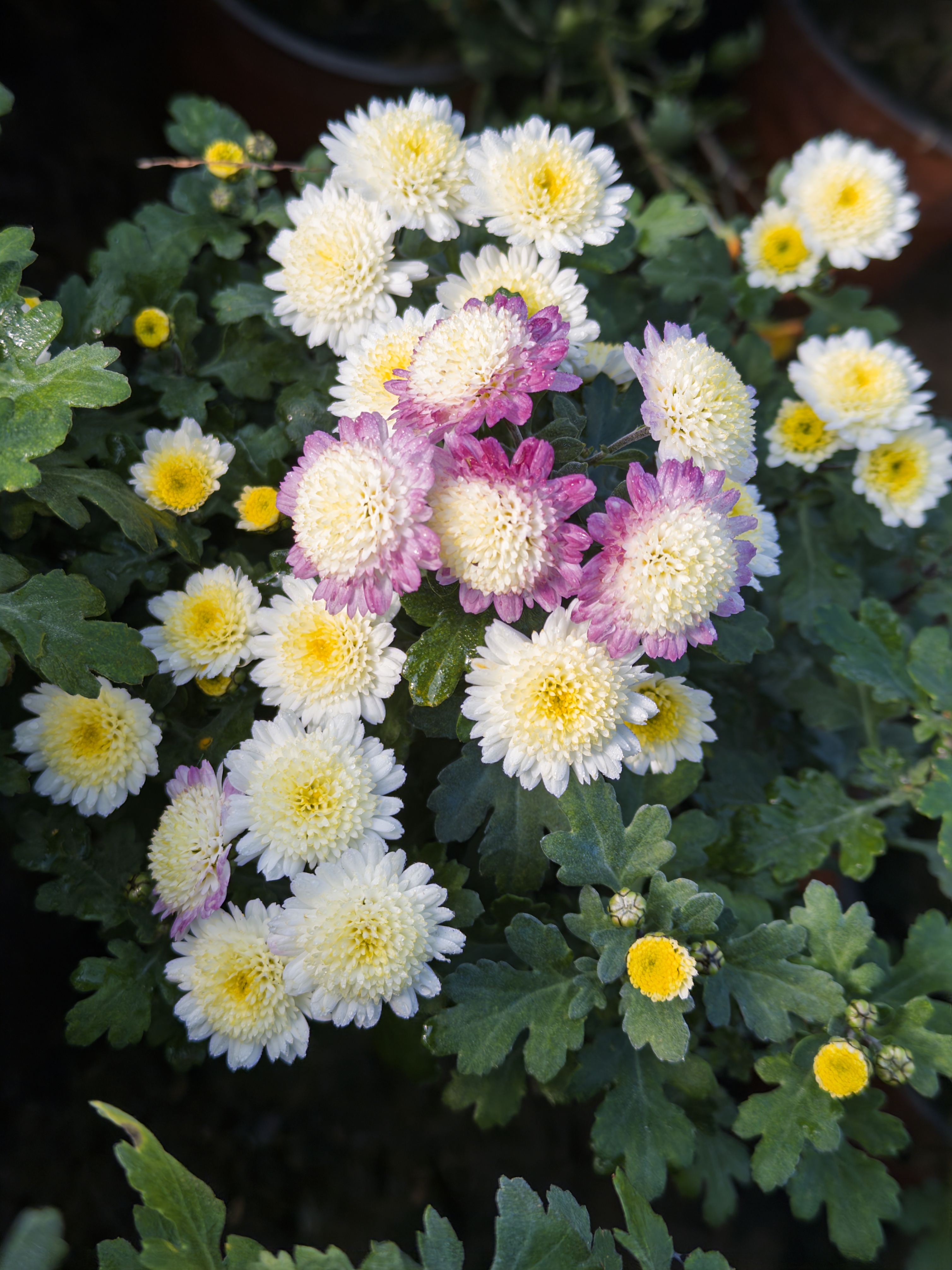 【野之白峰】多年生耐寒木本盆景菊花室内盆栽好养绿植花卉多头菊