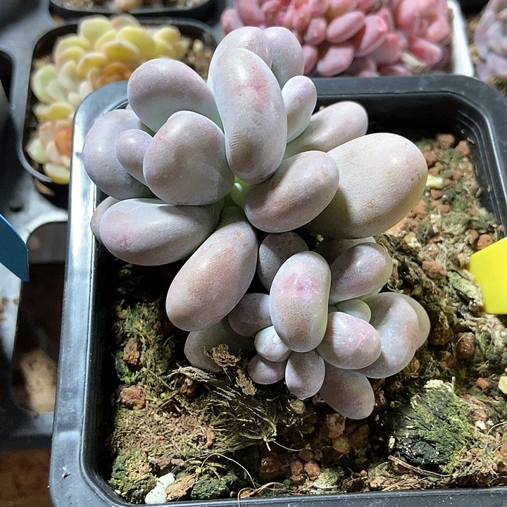 多肉植物大叶奶15