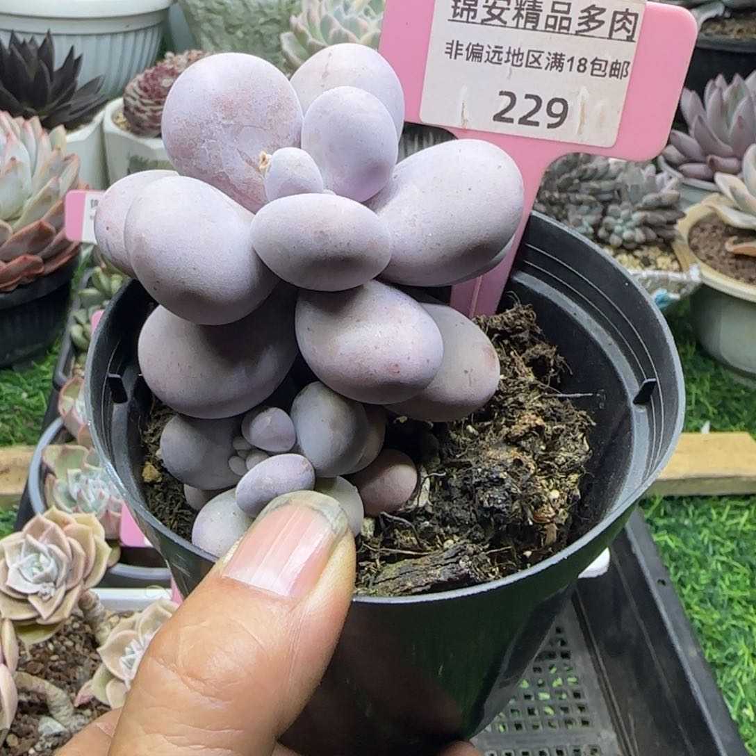 锦安精品多肉植物229