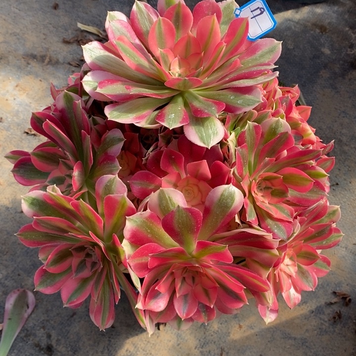 19粉女巫多肉法师