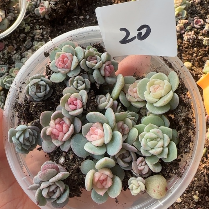20 号绝绝子多肉一盒