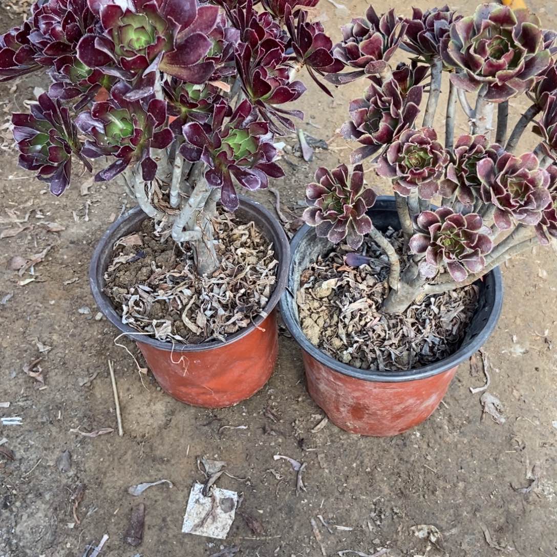 无花朵26号链接两颗不重复法师