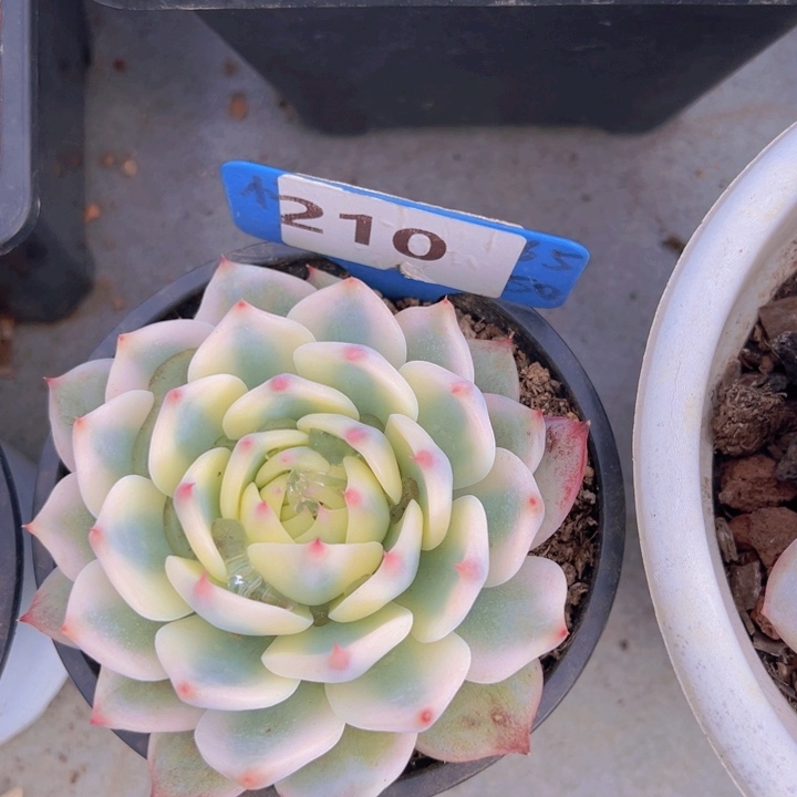 健健康康平平安安