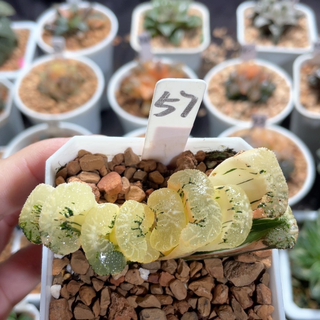 57黑舞泰锦。       