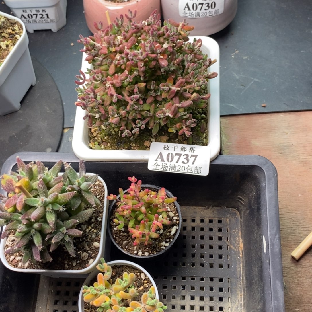 一***咩0737组合 。           