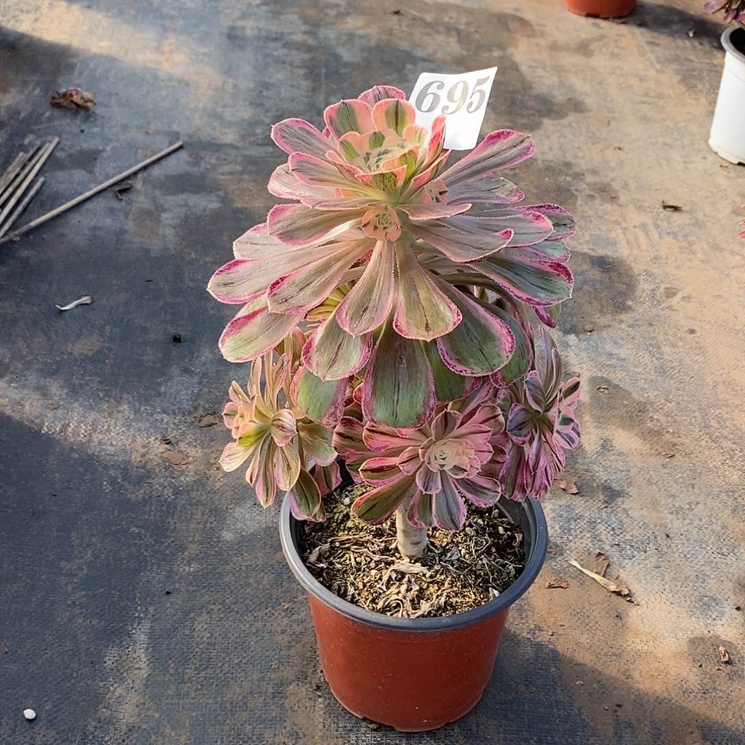 拉丝锦锦695多肉法师