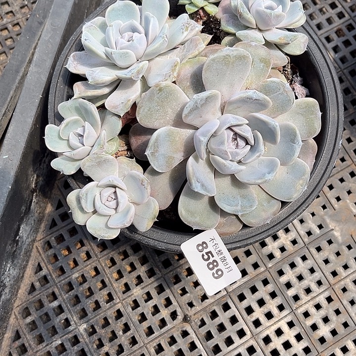 阿雅园艺。            8589汉堡