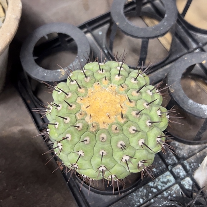 读***会无花朵仙人球一物一拍