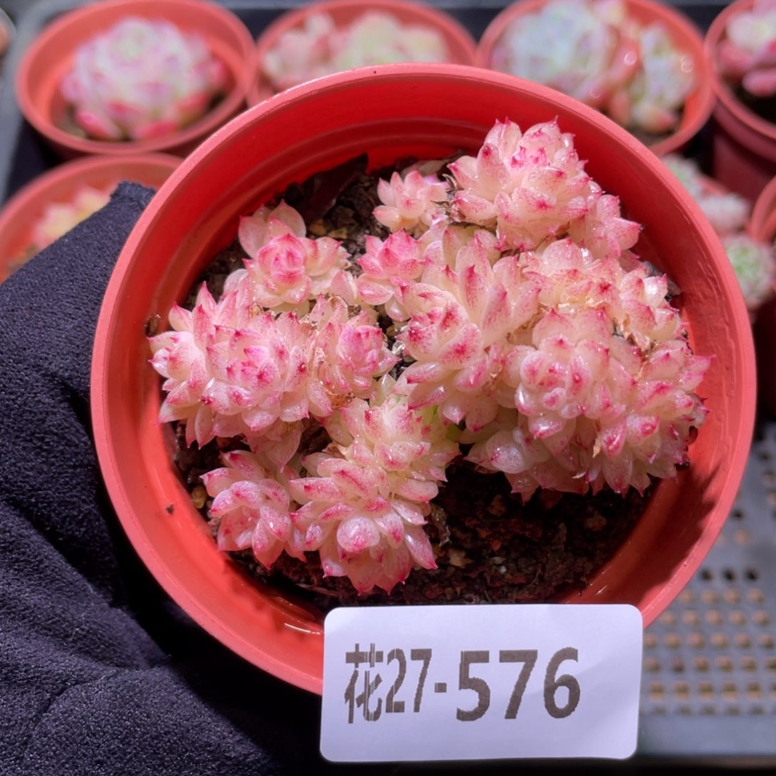 花利美27-576麦秆