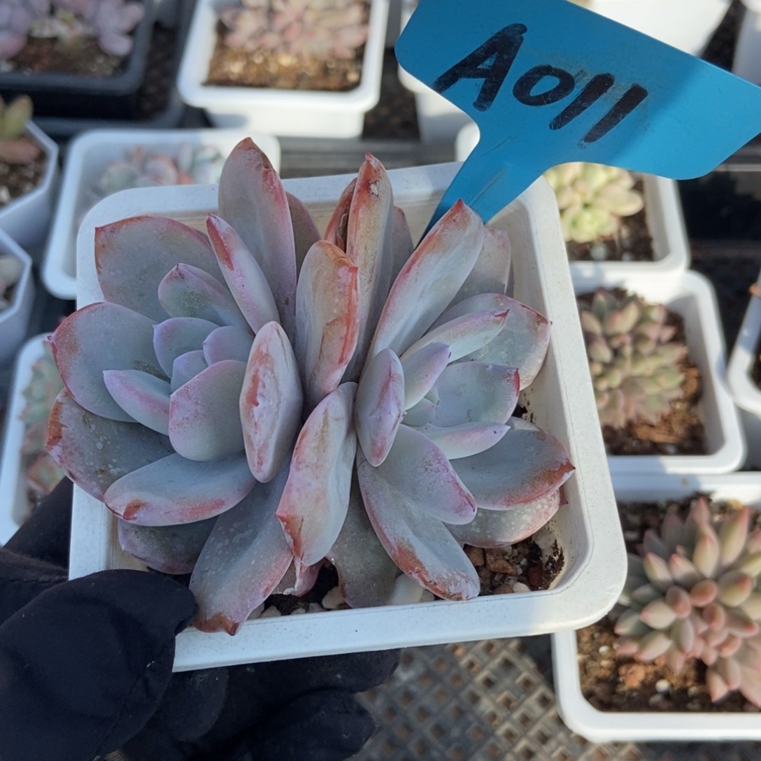 011奶茶多肉植物多肉