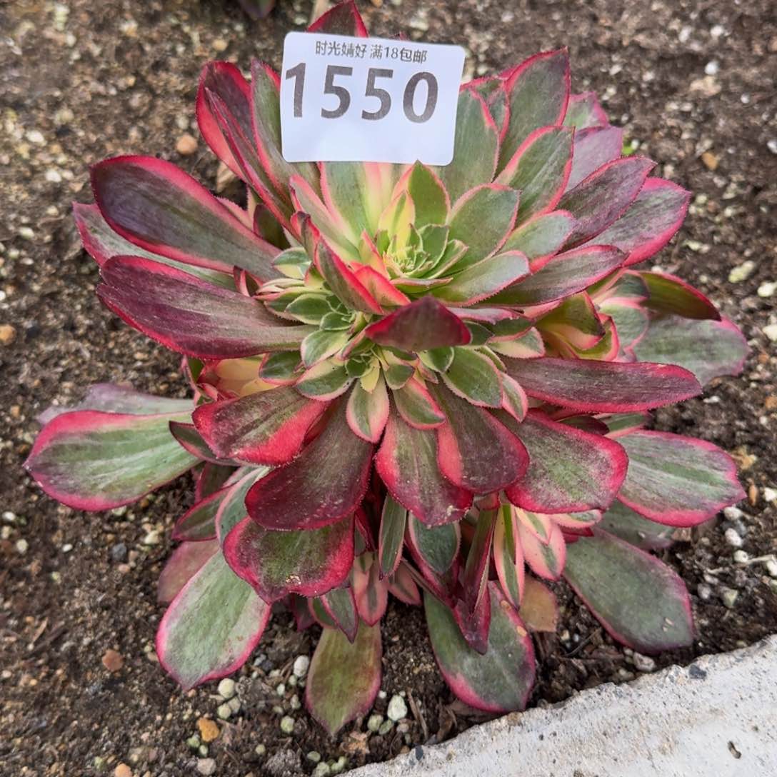 ?**儿1550黑魔锦多肉植物