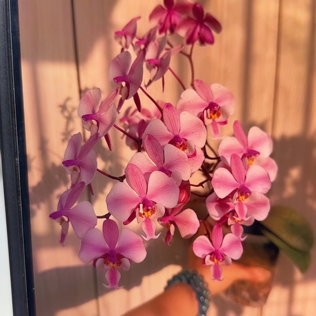 当前无花栽培后可以开花101西蕾丽