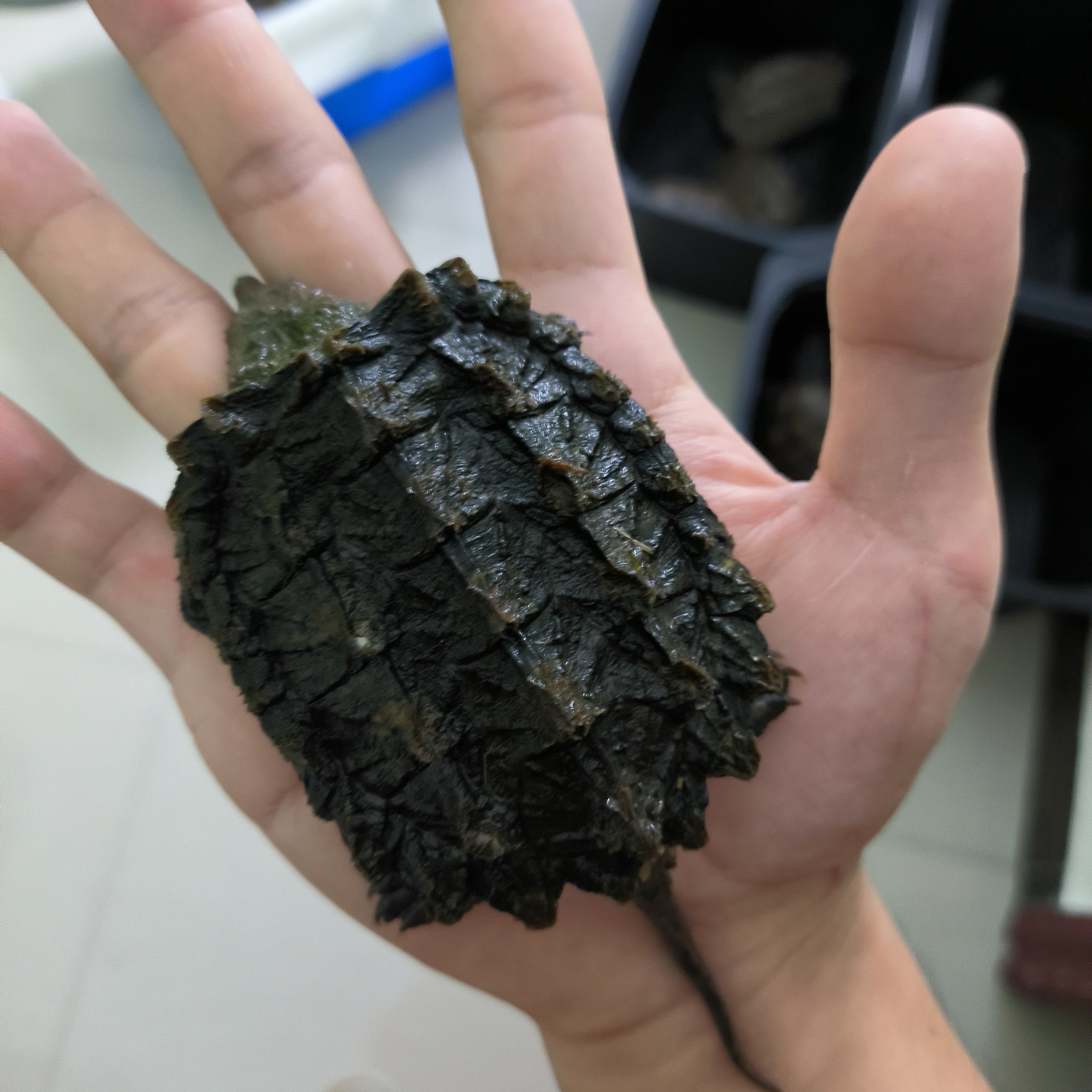 外塘纯种北美小鳄鱼龟苗活体凶猛食肉家养宠物龟