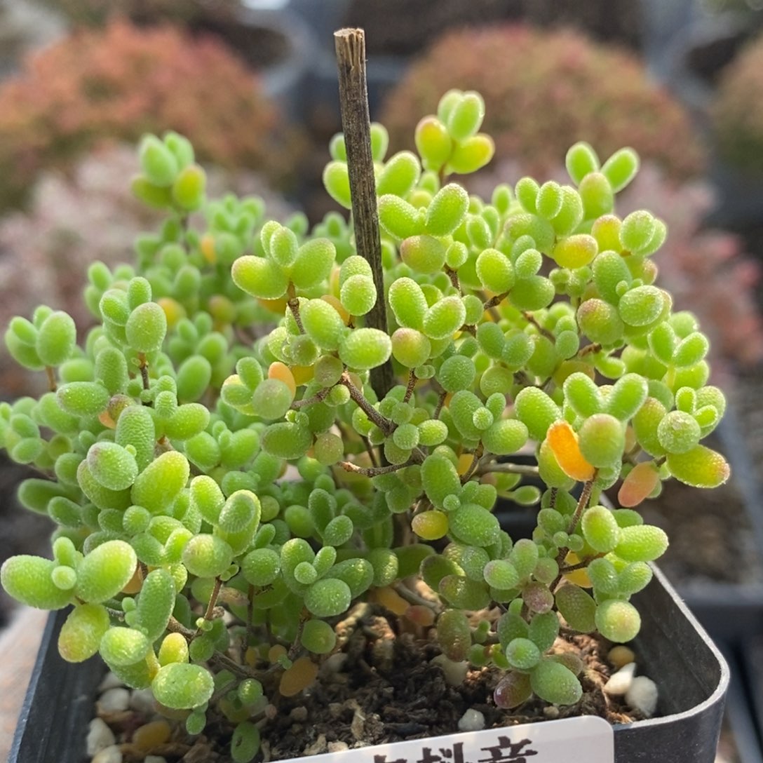 蜜橘糖球5425枝干番杏