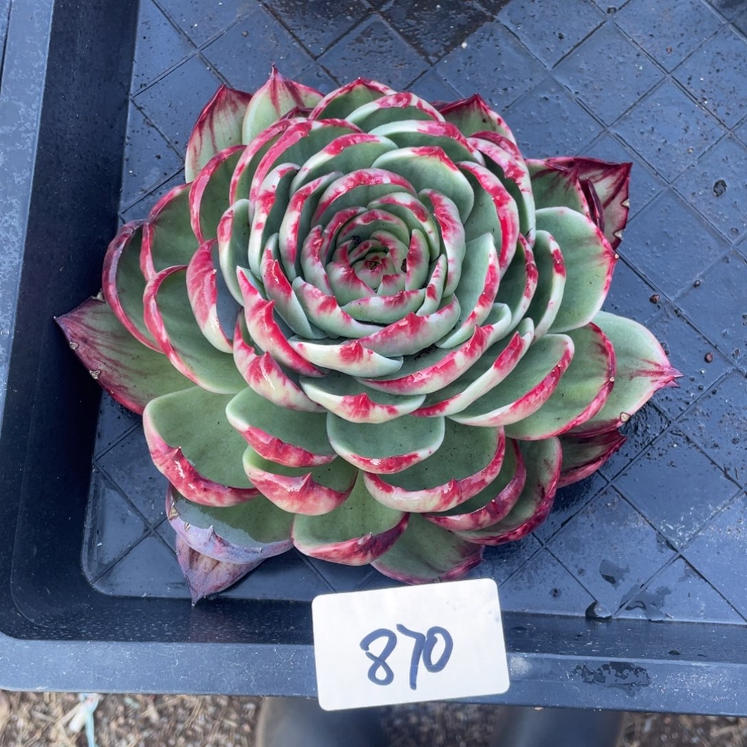 惊鸿仙子冠服20 左右