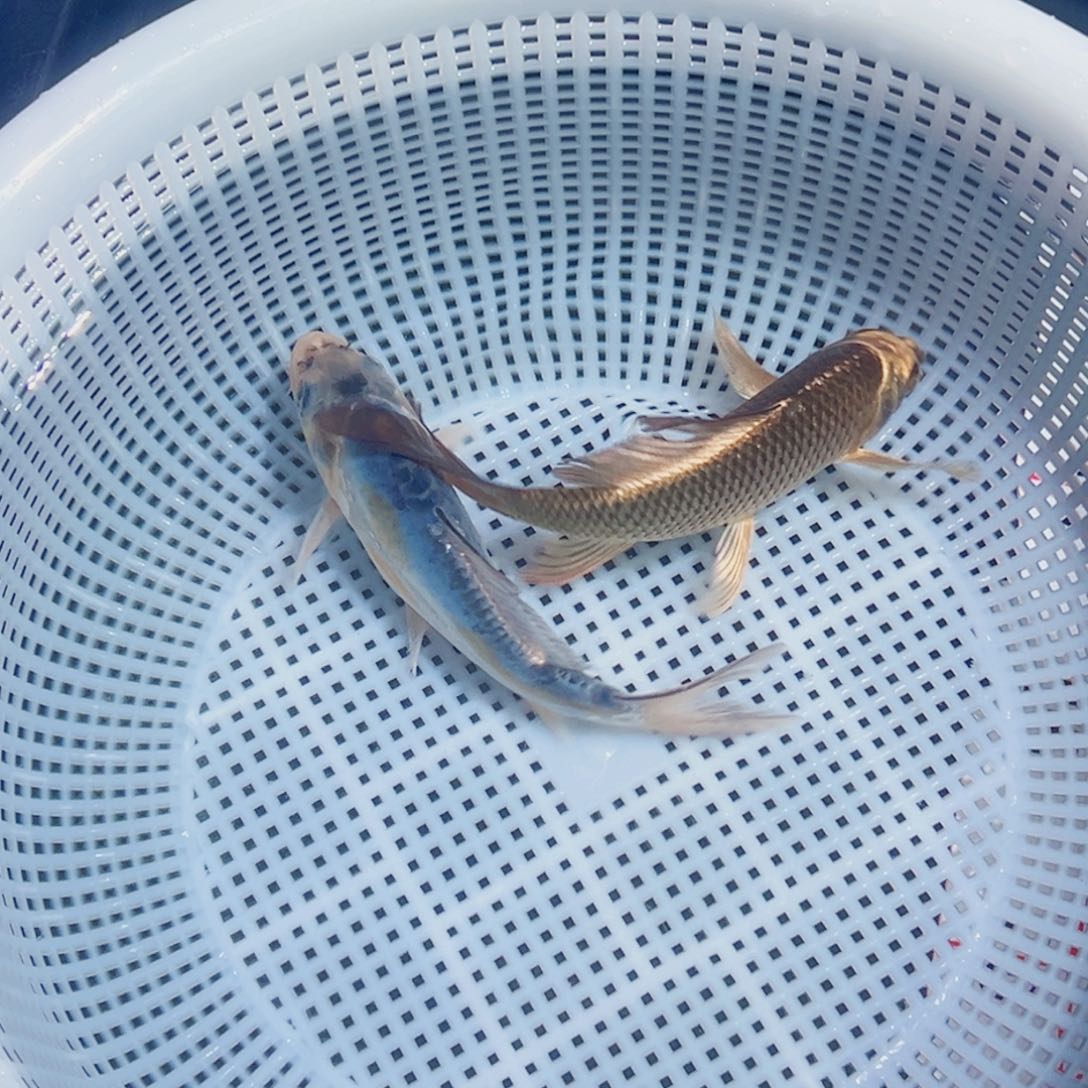 锦鲤锦鲤观赏鱼1111