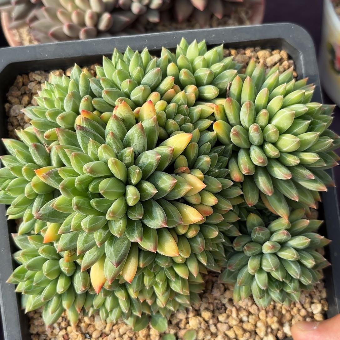 多肉植物脱土包邮