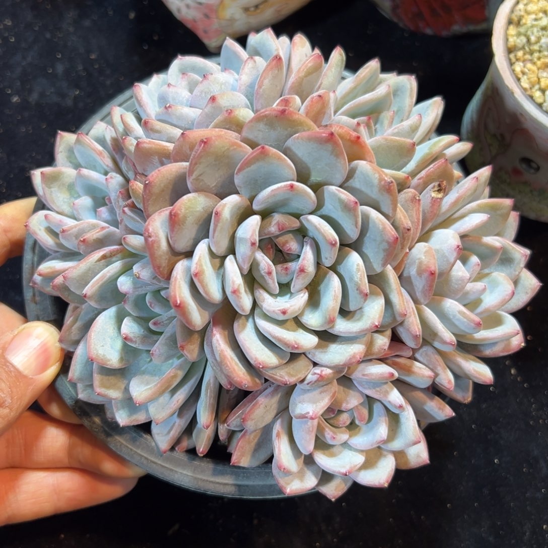 新年快乐 新年快乐 