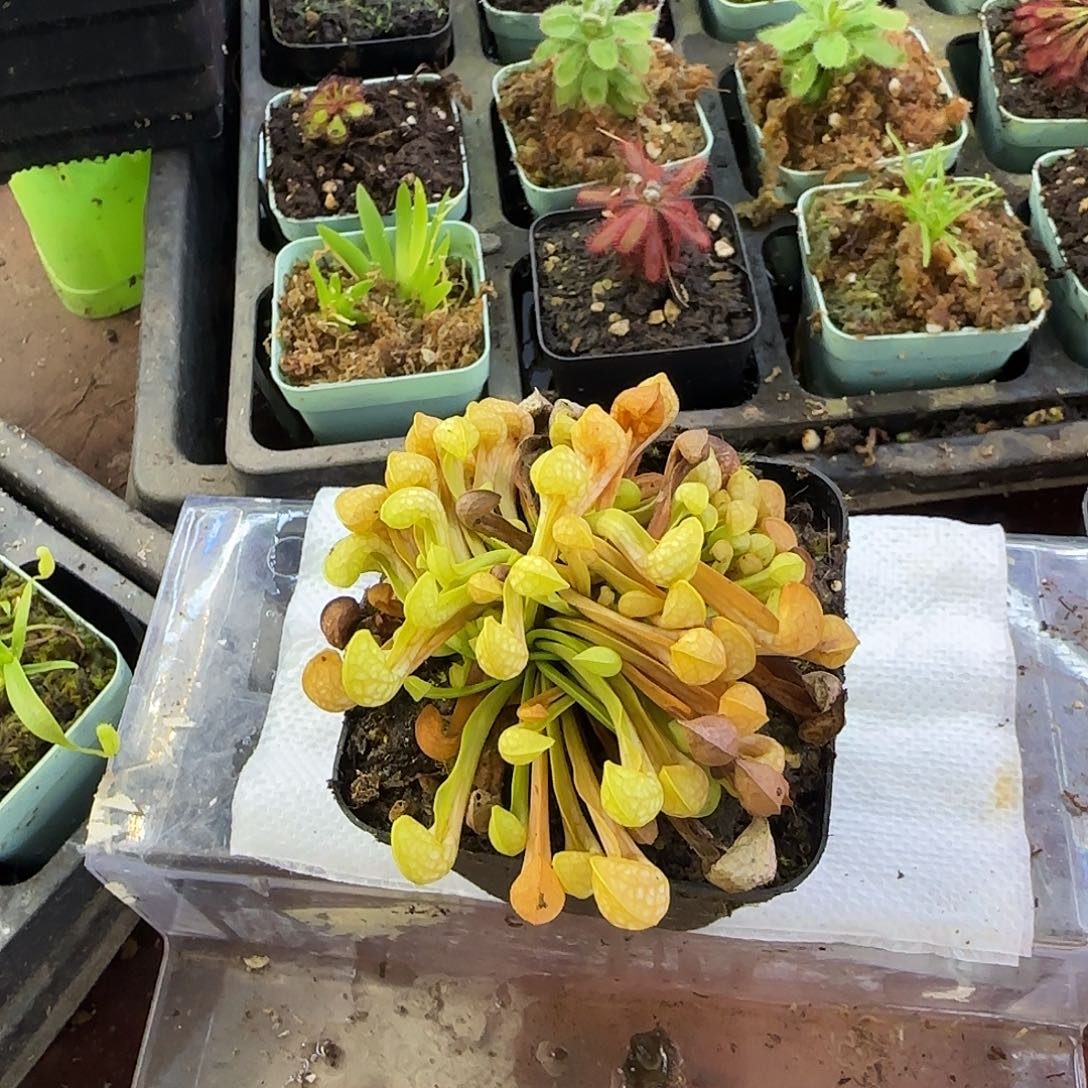 完全开放绿鹦鹉瓶子