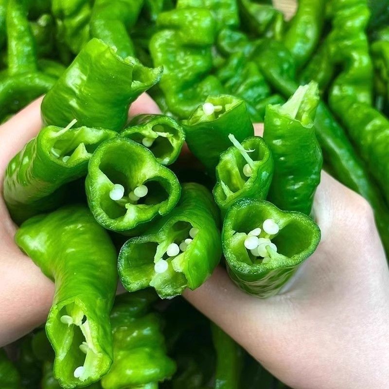 山东青州农家自种螺丝椒5斤中辣辣椒新鲜