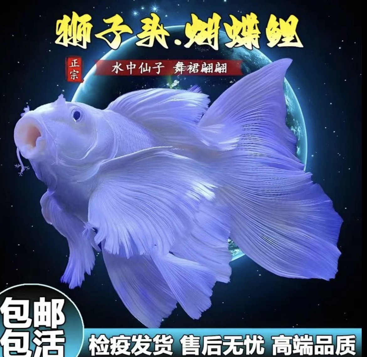 精品蝴蝶鲤鱼台系纯种白色短球体观赏鱼养殖饲赛级养活体耐活混养