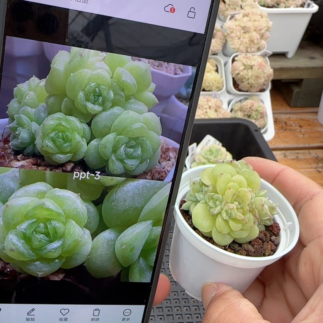 原****啊【闪购商品】0224-64（ppt-3）