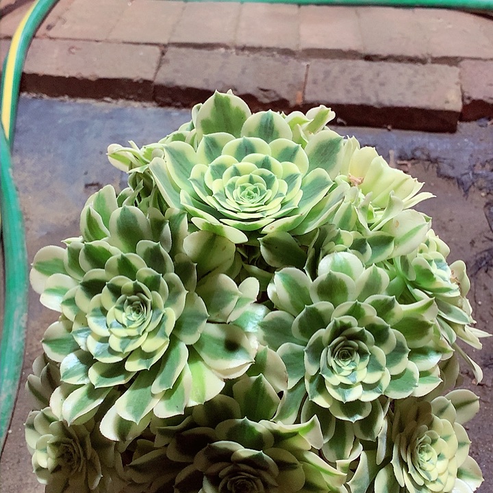 绿豆沙，多肉植物