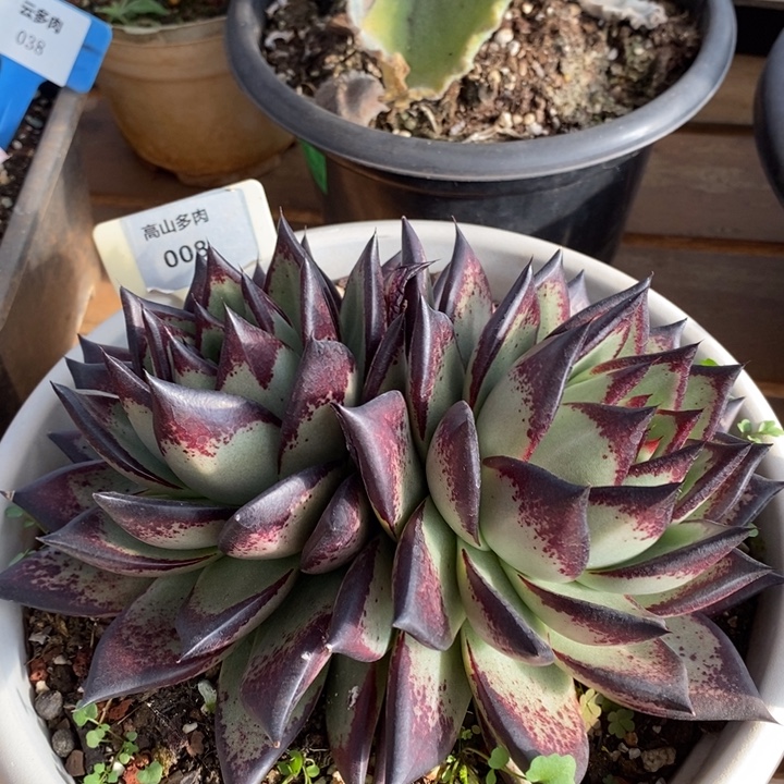 D008- 直播福利 乌木双头