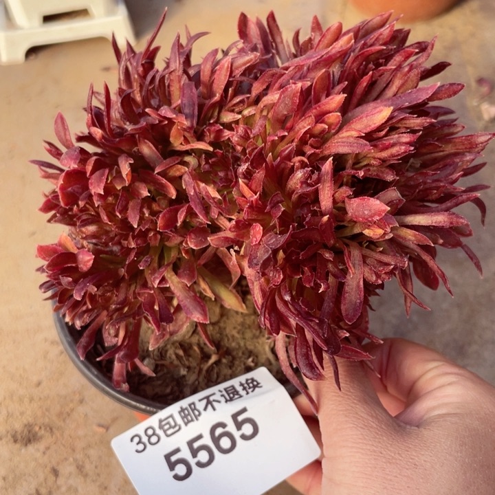 5565，红珊瑚缀不包邮