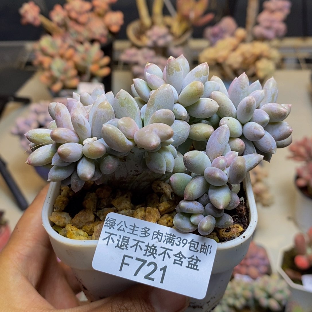 721屁桃奶酪缀多肉7c m