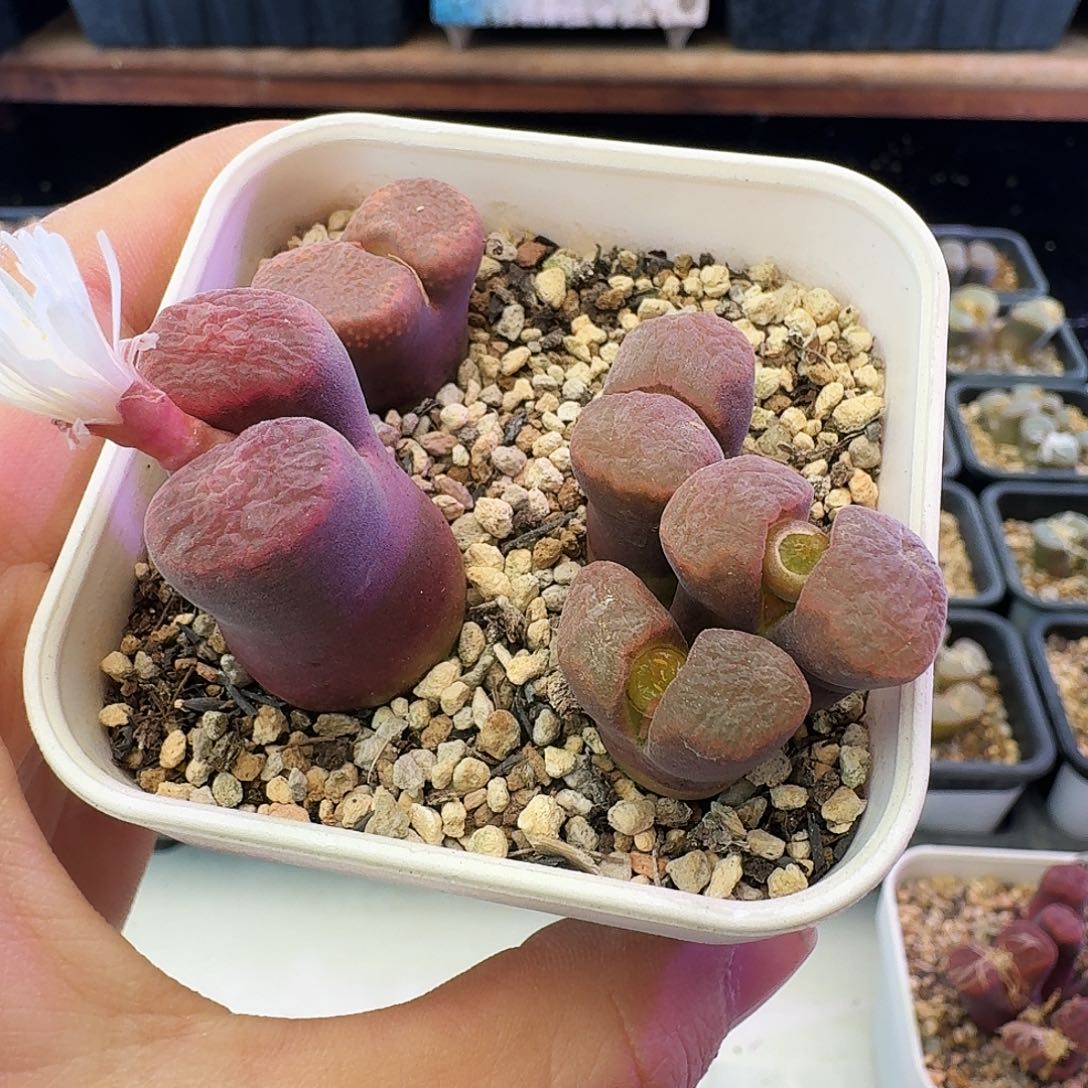 多肉植物默认脱土发31
