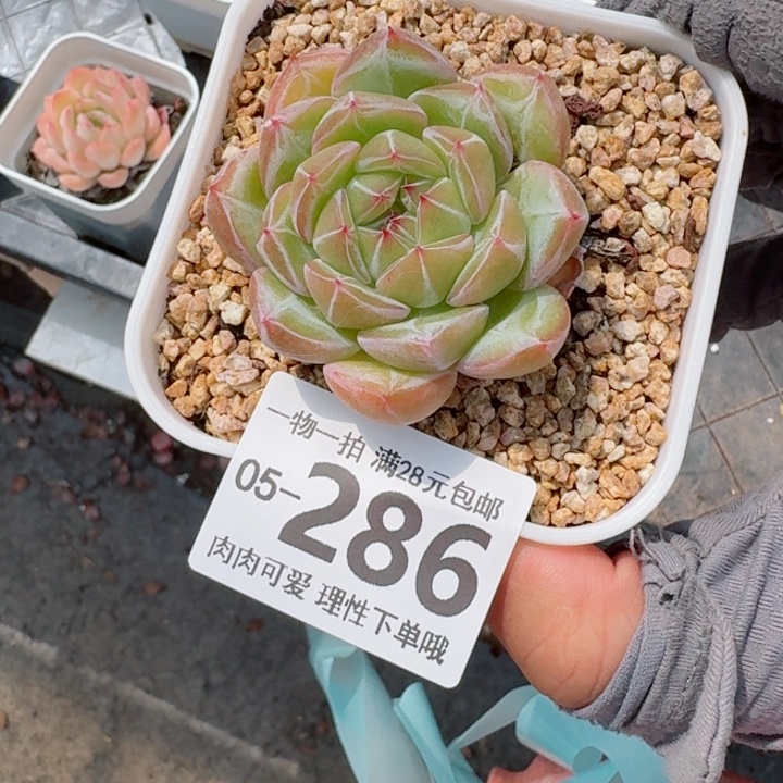 雪花珍妮多肉无盆土发货多