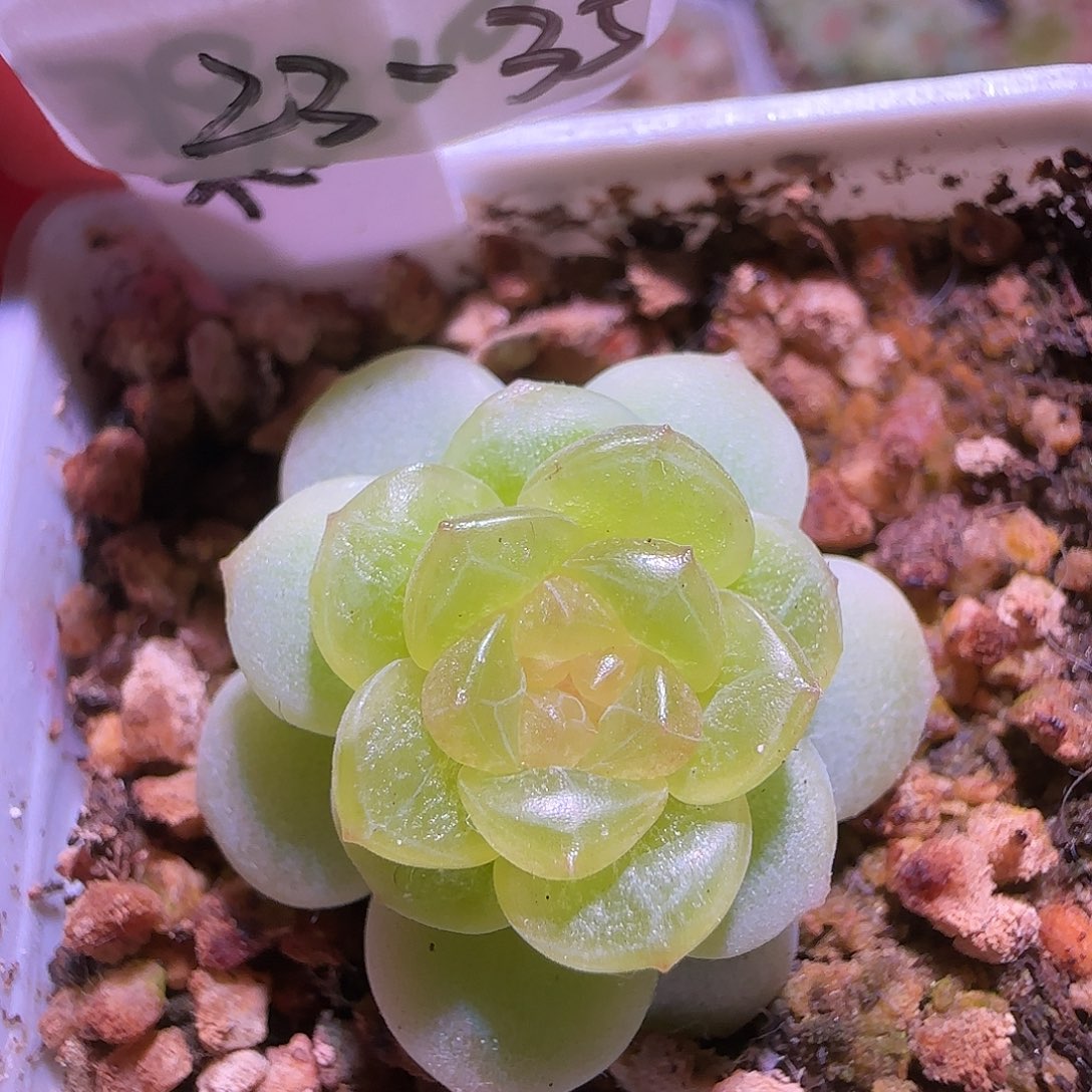 23-35福利柔情单头