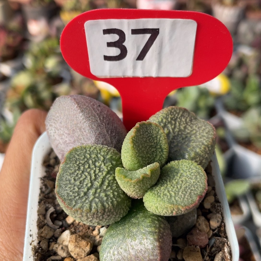 灵*       福利。