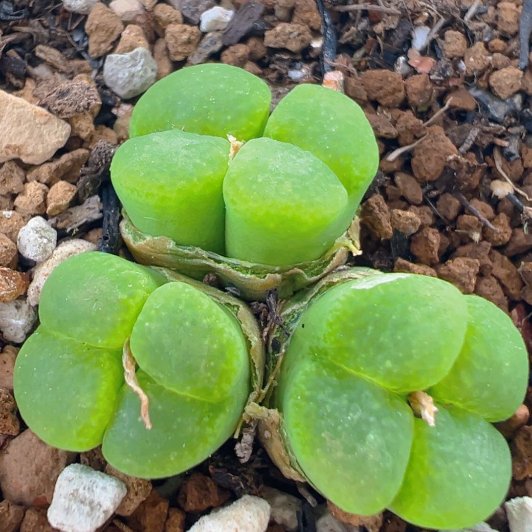 52多肉植物百科知识