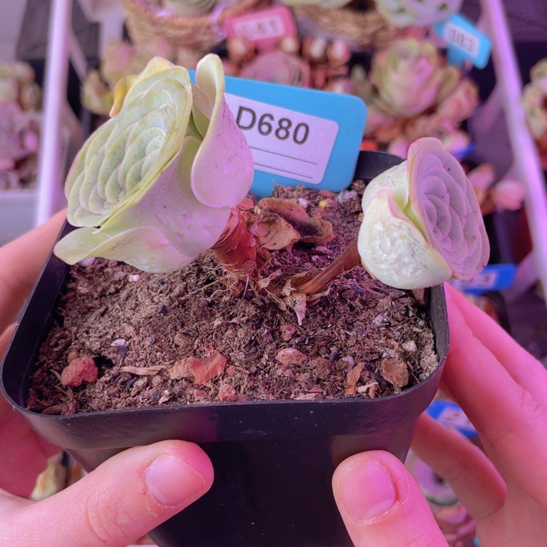 单品一物一拍680号