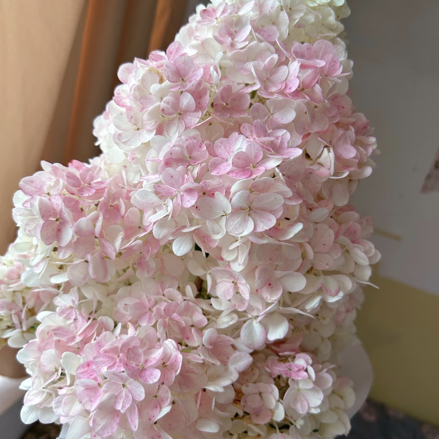 【草莓熊处理不售后】1.5加仑 木绣球绣球 多年生庭院阳台易养