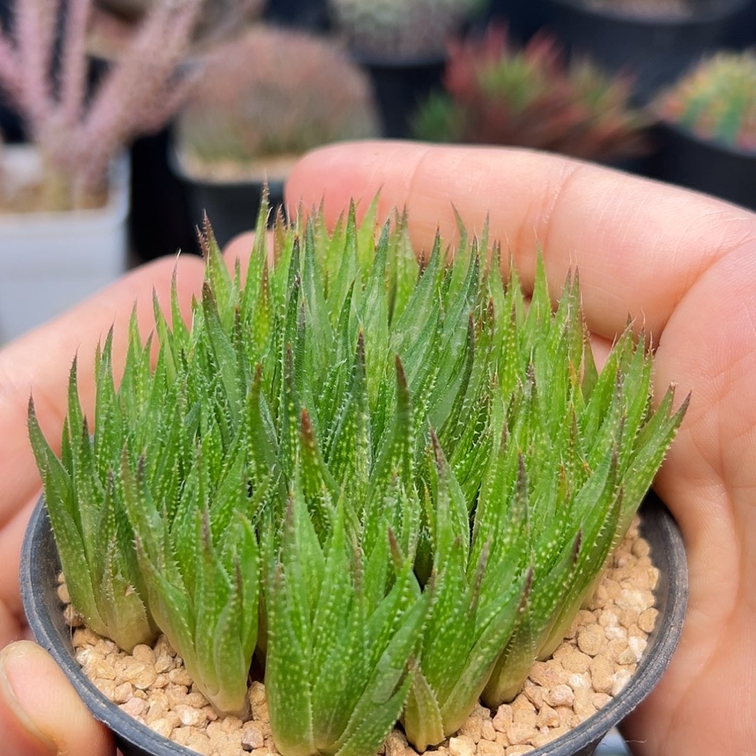 原始种长尖瓦苇十二卷