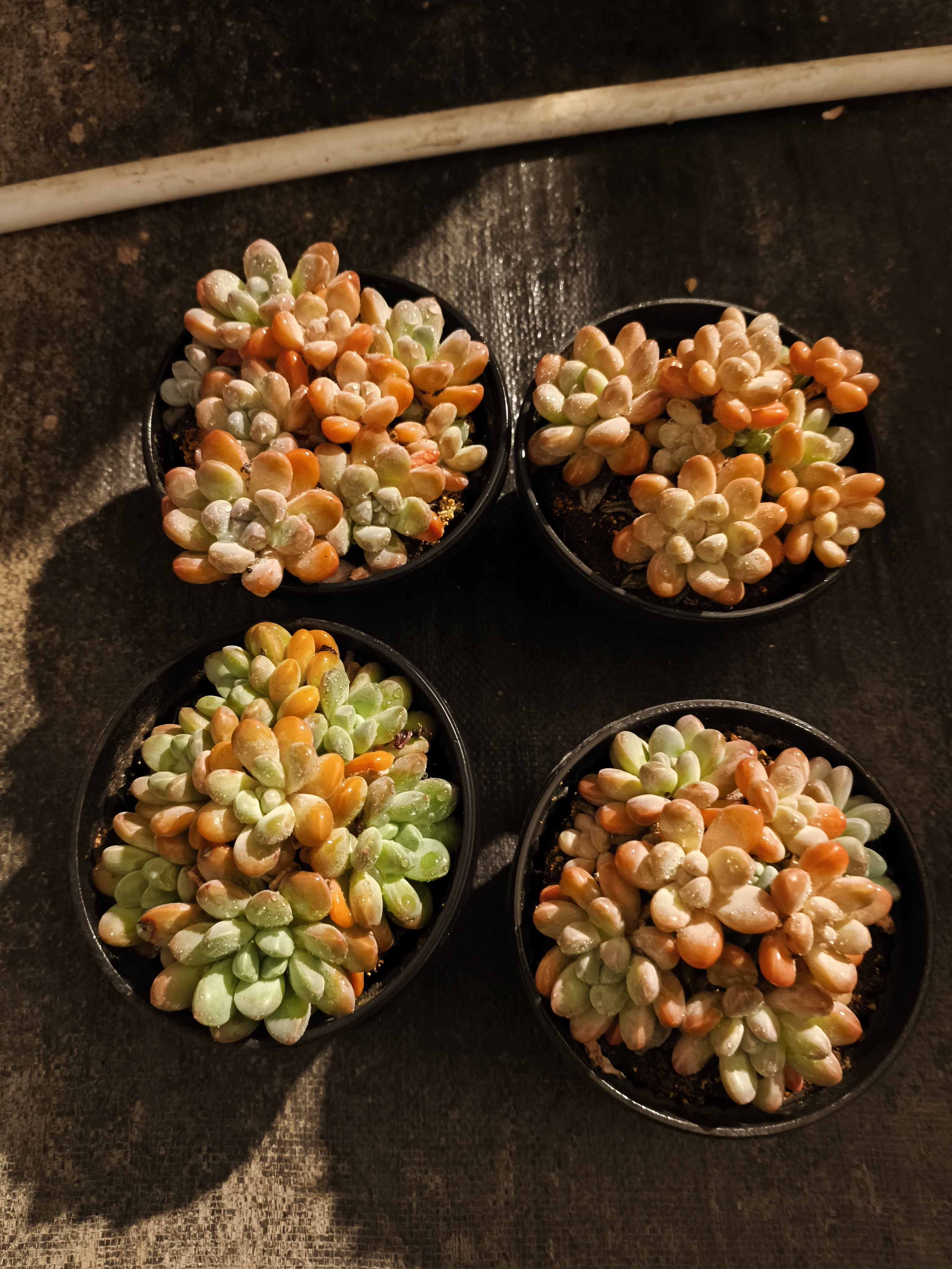 相遇多肉植物新手好养绿植适合办公室阳台四季盆栽易活