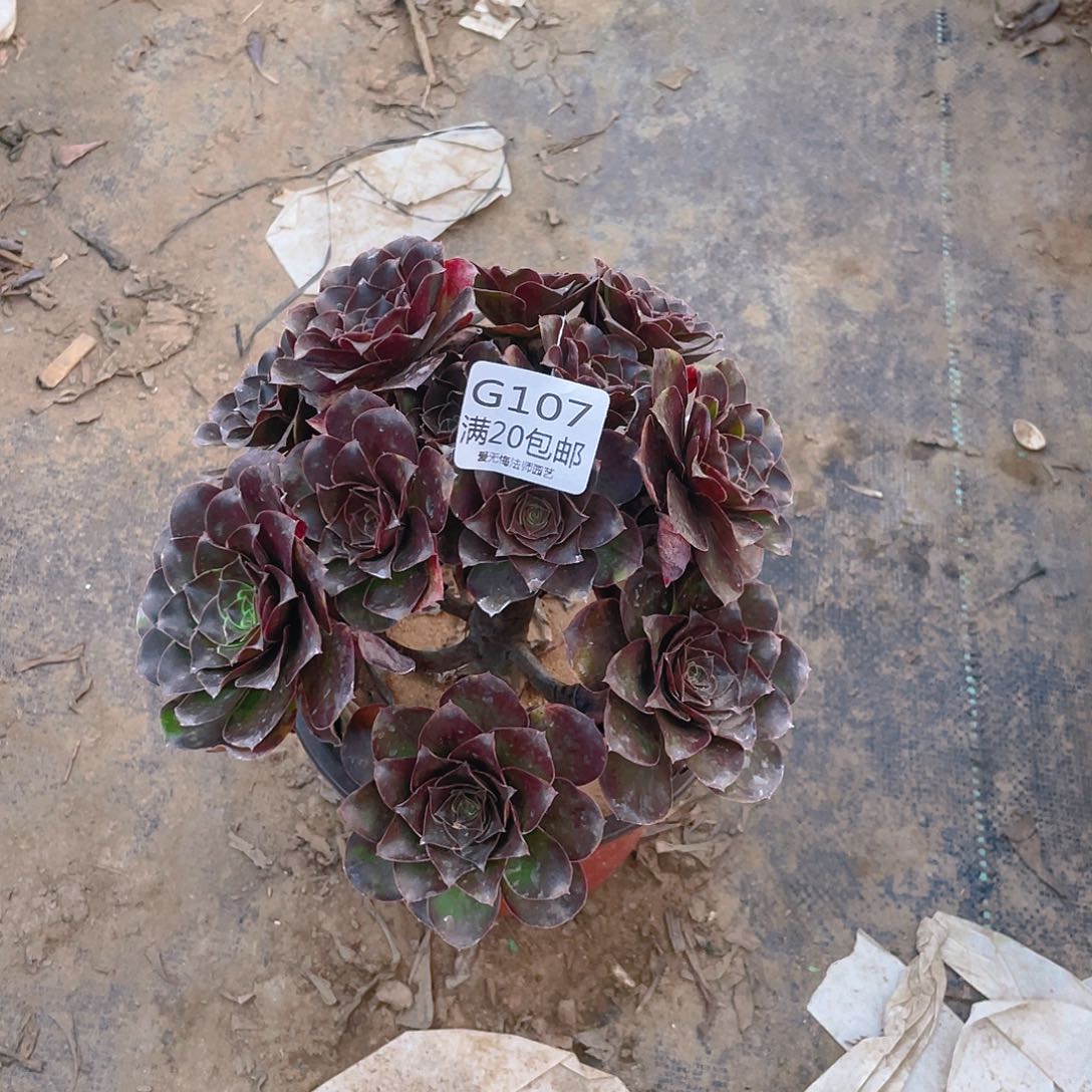 107魅金玫瑰多肉小损不包