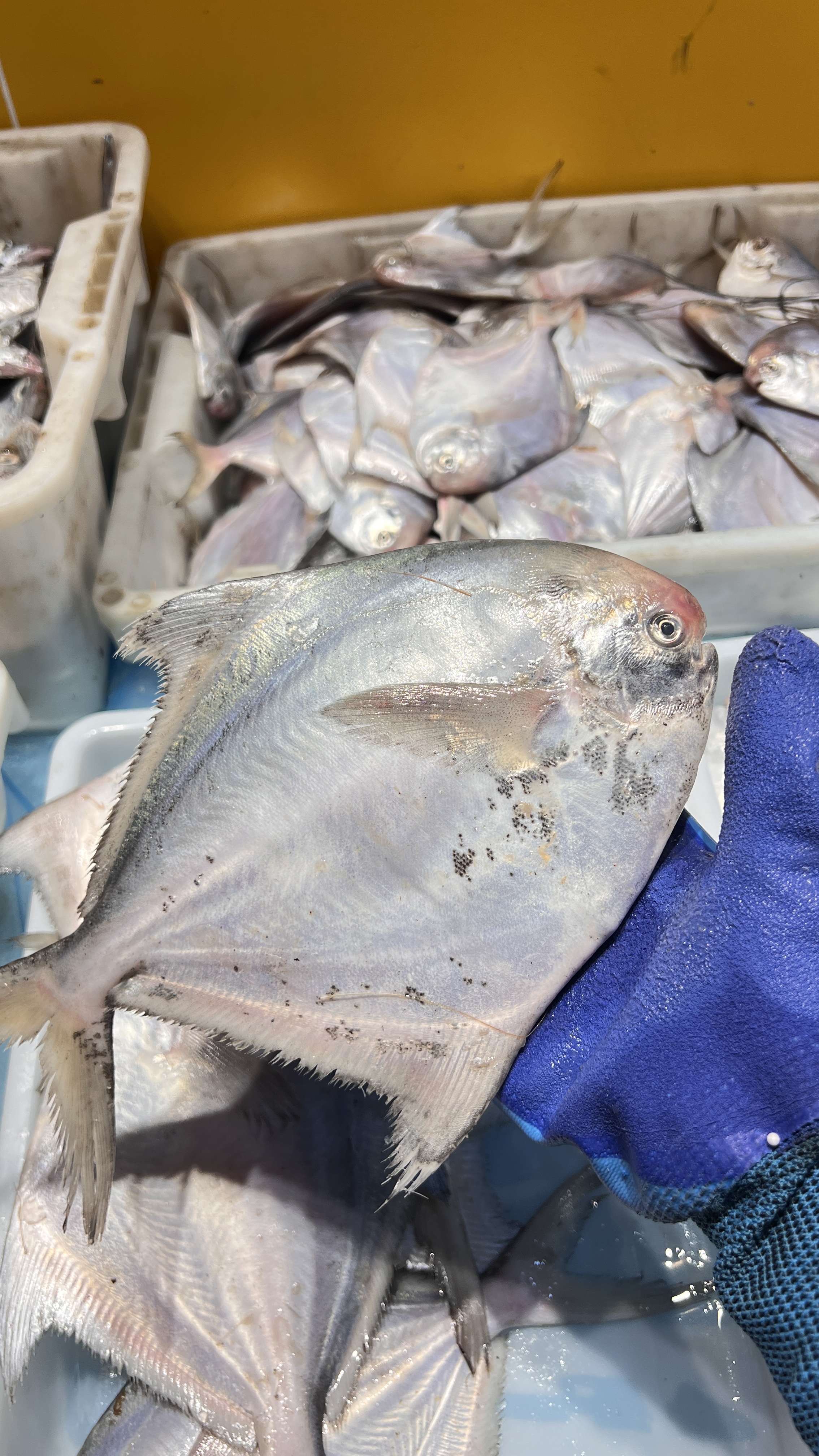 现称现发自由搭配