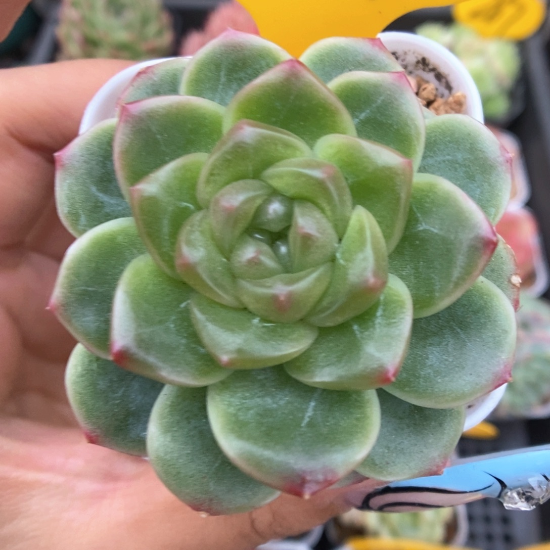 x7油透珍妮217号。 