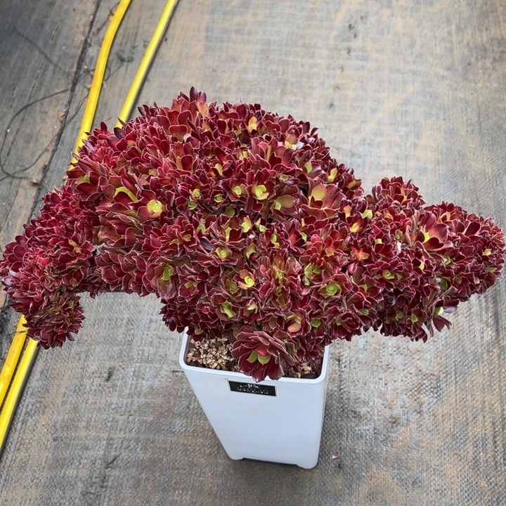 梅花魄迪优选朵朵缀化