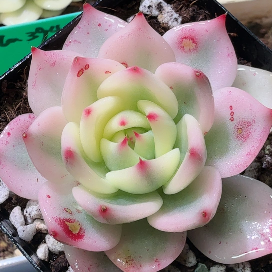 吉娃娃锦，多肉植物