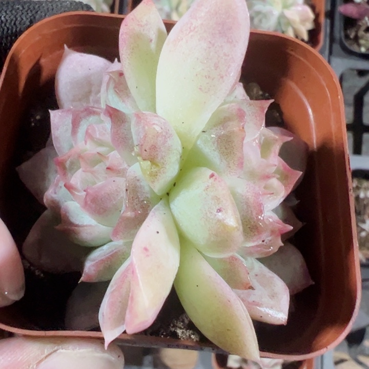 颜如玉精品多肉植物