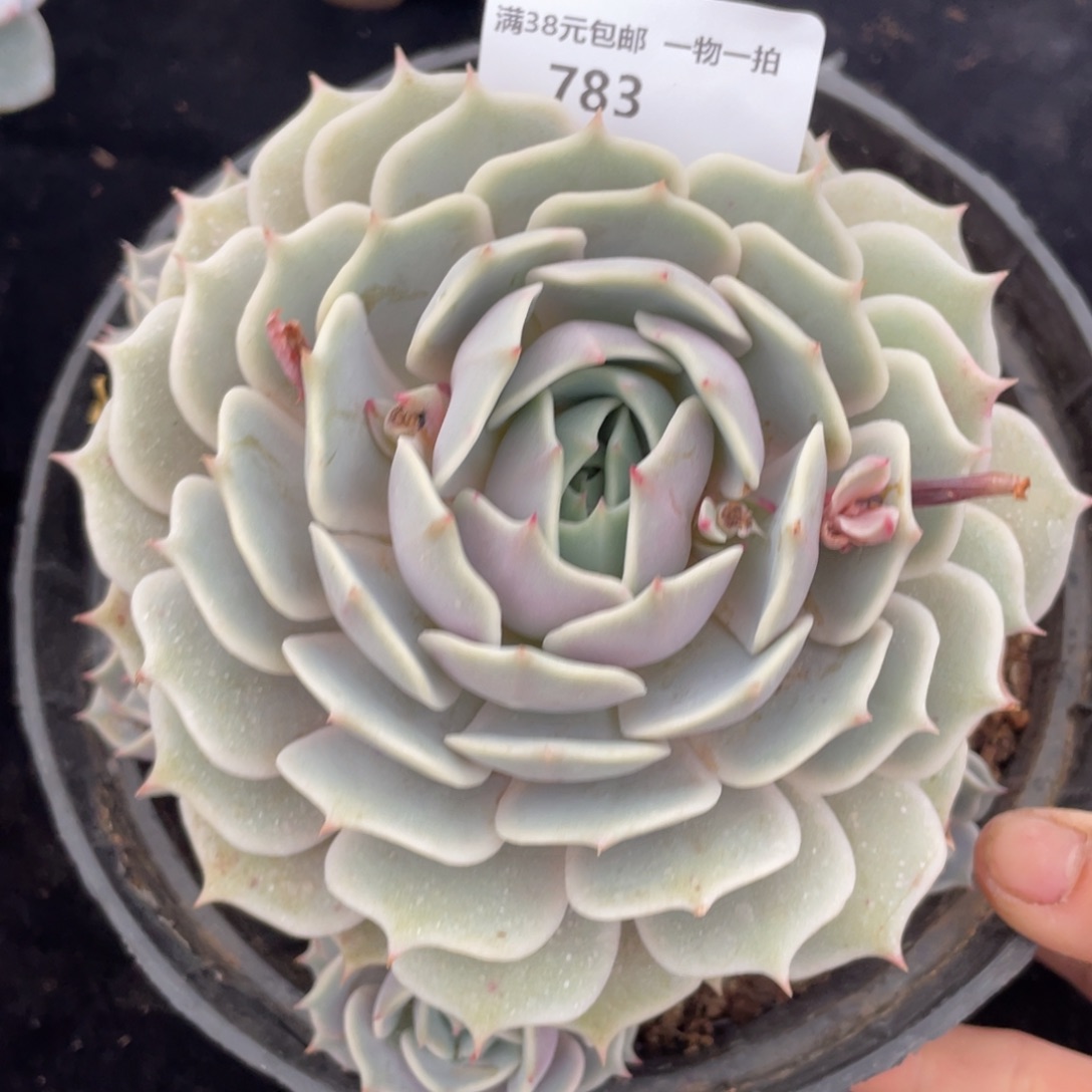 783露娜连群生多肉植物