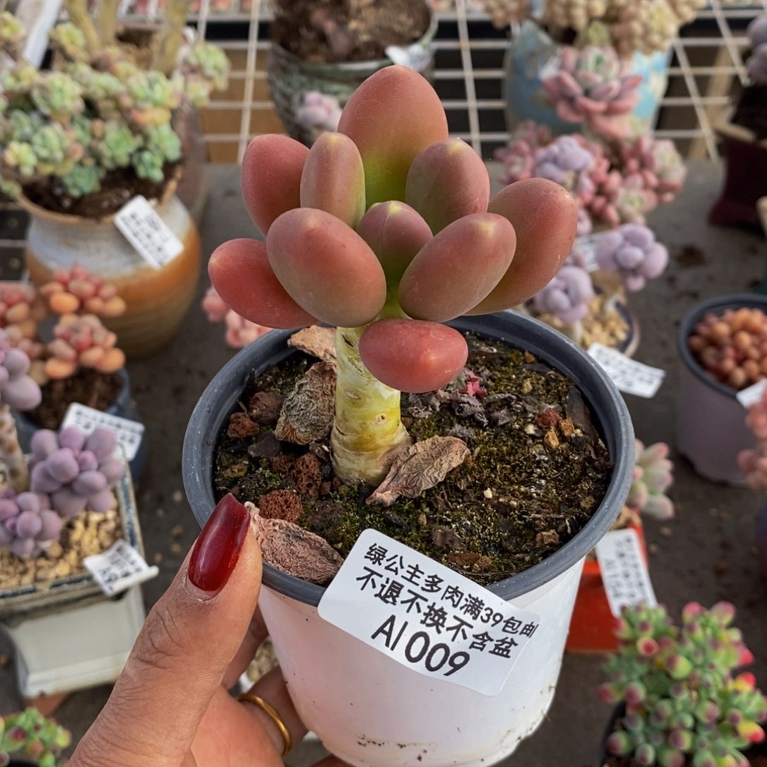 盐***果金蟾009/6cm多肉