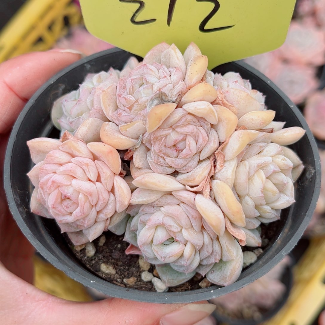 212号小老桩玉凝群