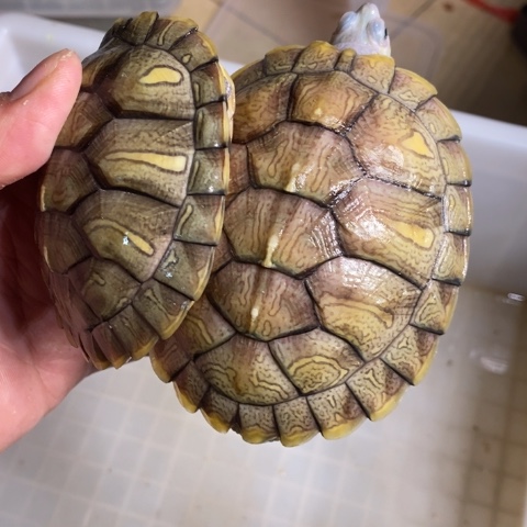 绿毛龟母翡翠两个